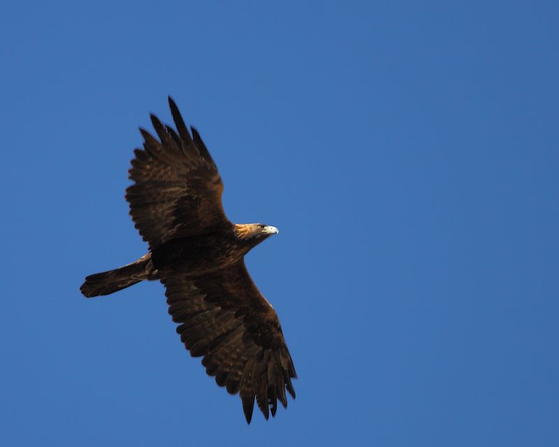 Golden Eagle
