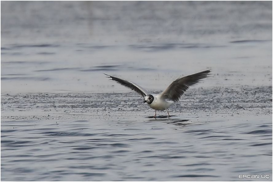 Little Gull