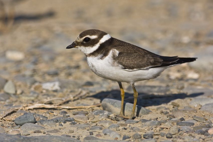 Common Ringed Plover