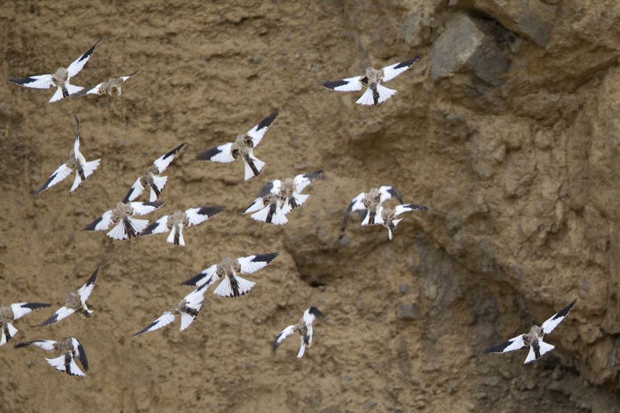 White-winged Snowfinch