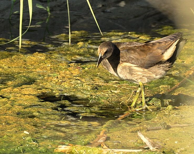 Common Moorhen