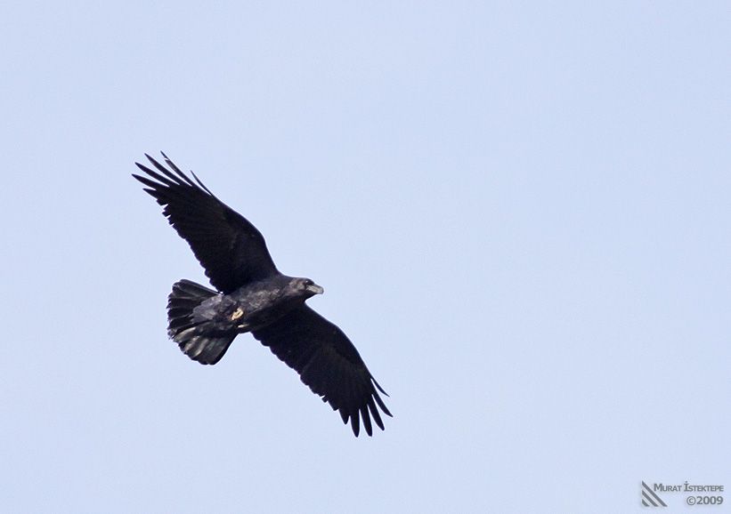 Northern Raven