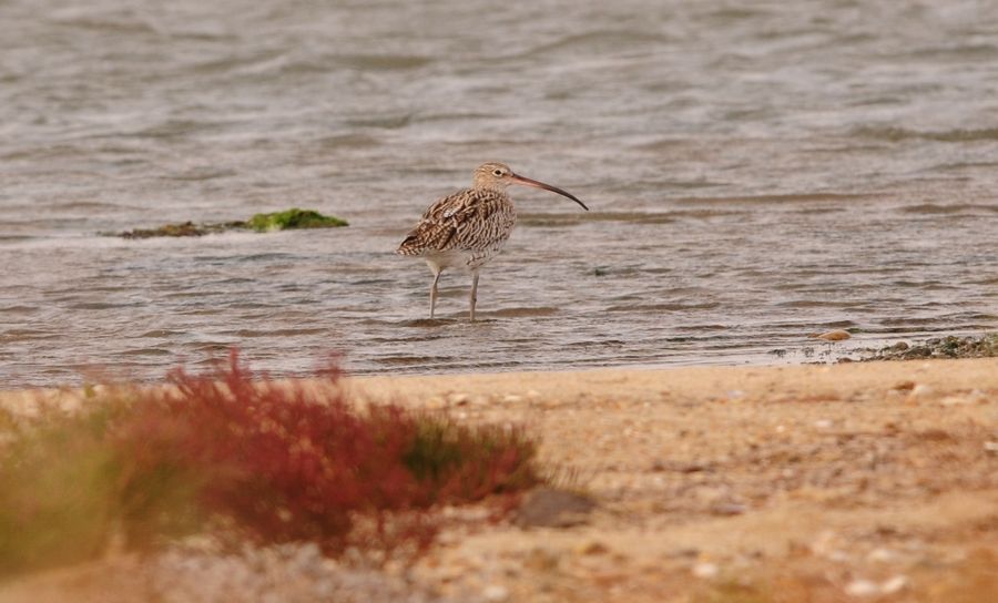 Eurasian Curlew