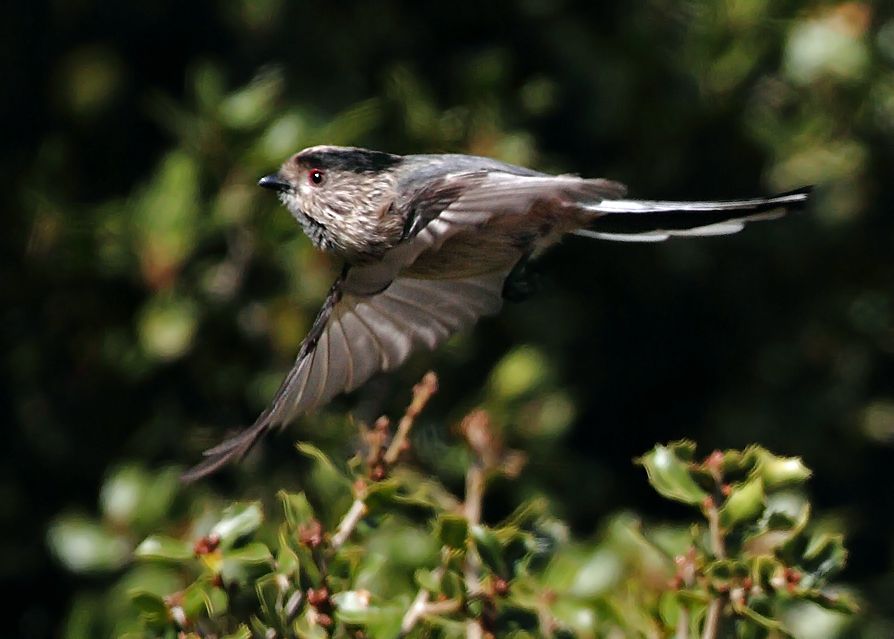 Long-tailed Tit