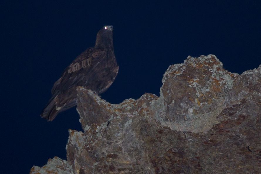 Golden Eagle