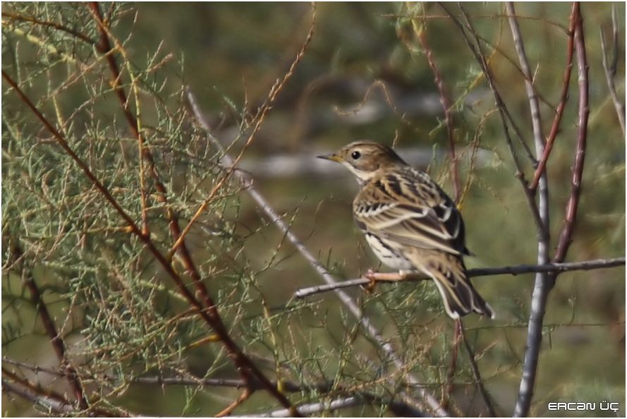 Meadow Pipit