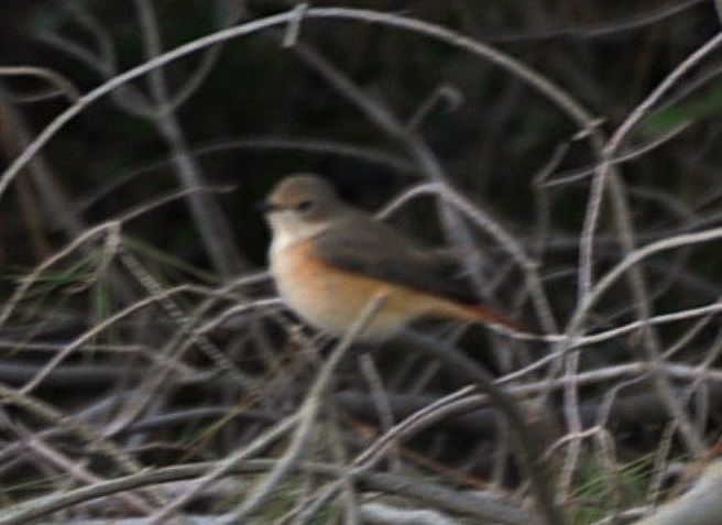 Common Redstart