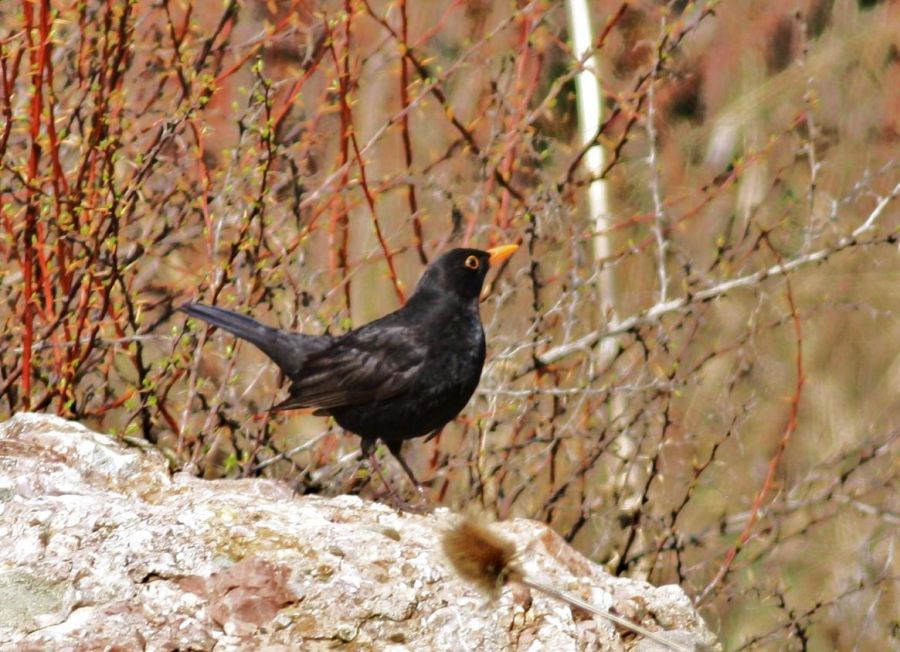 Common Blackbird