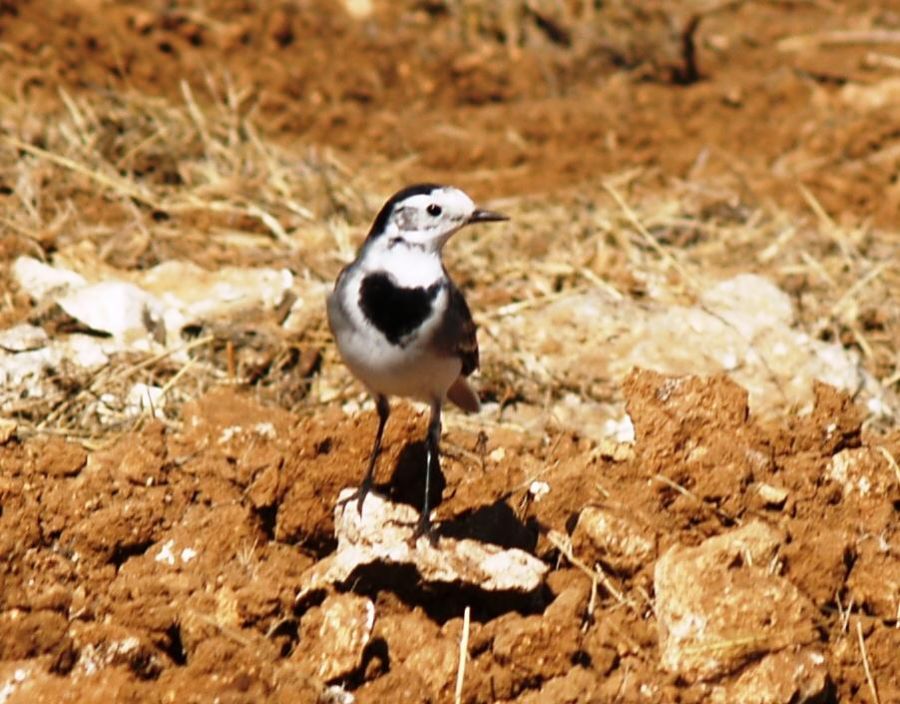 White Wagtail