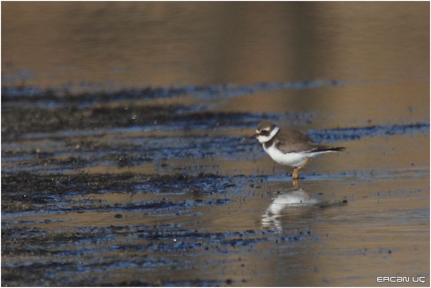 Common Ringed Plover