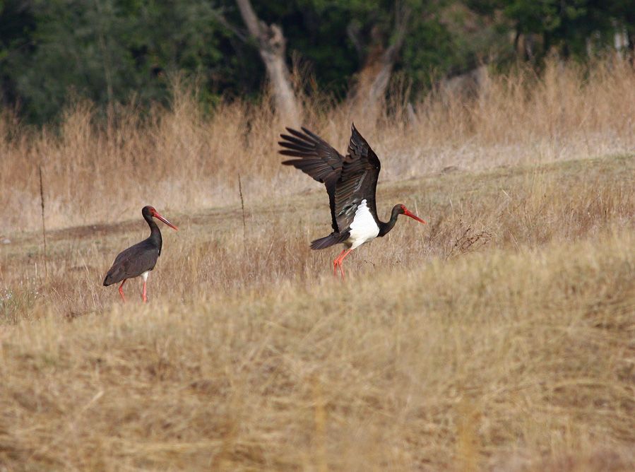 Black Stork
