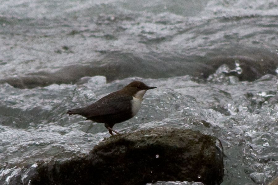 White-throated Dipper