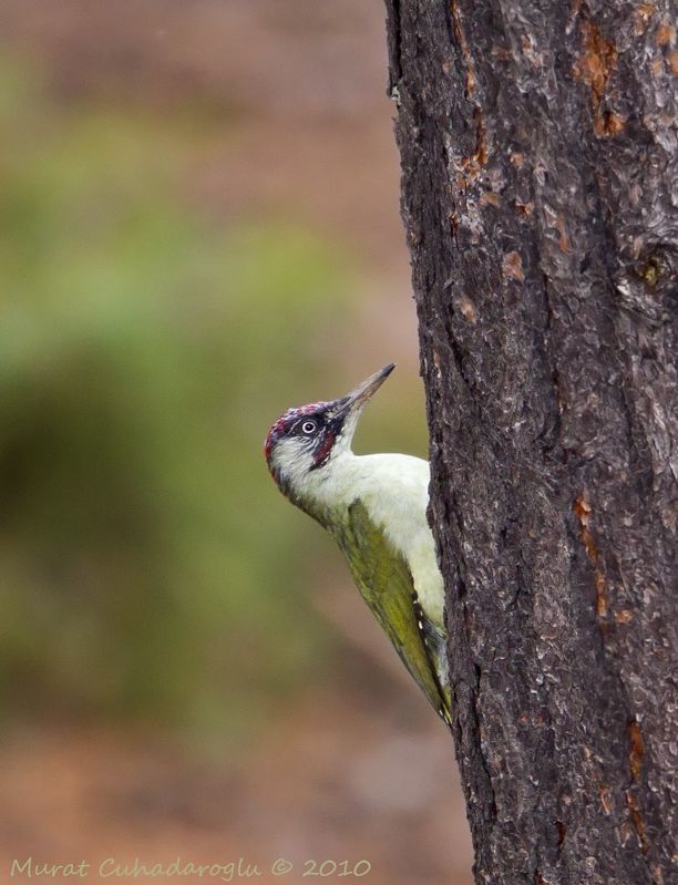 European Green Woodpecker