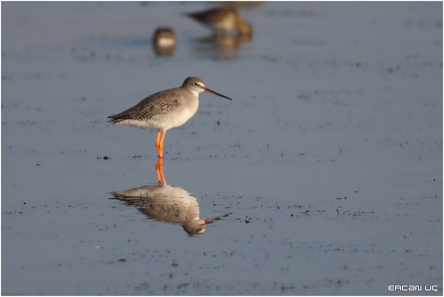 Spotted Redshank