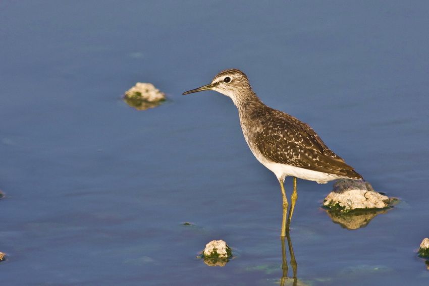 Wood Sandpiper