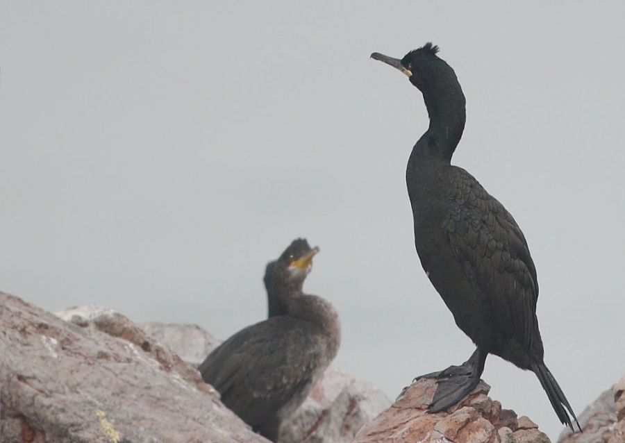 European Shag