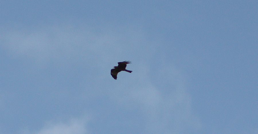 Black Kite
