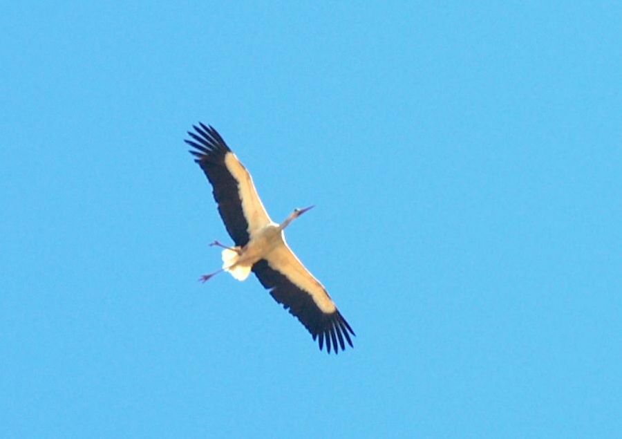 White Stork