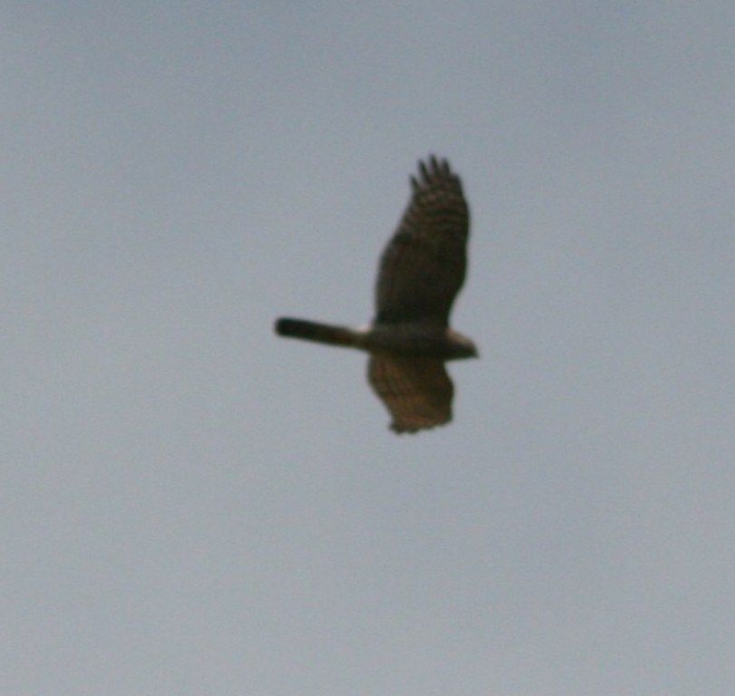 Eurasian Sparrowhawk