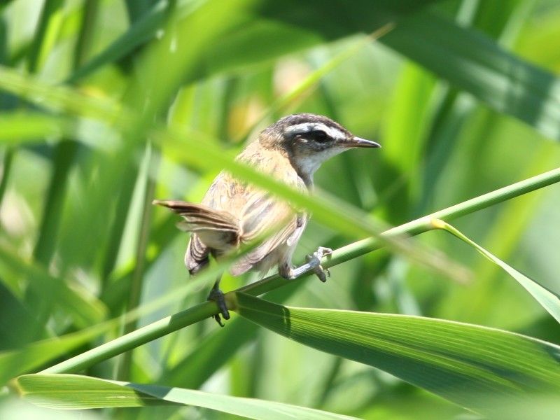 Moustached Warbler