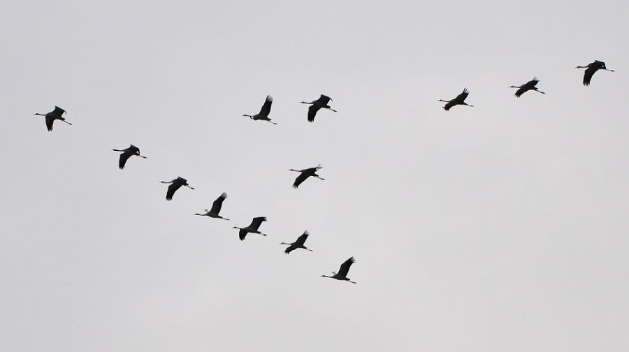 Common Crane
