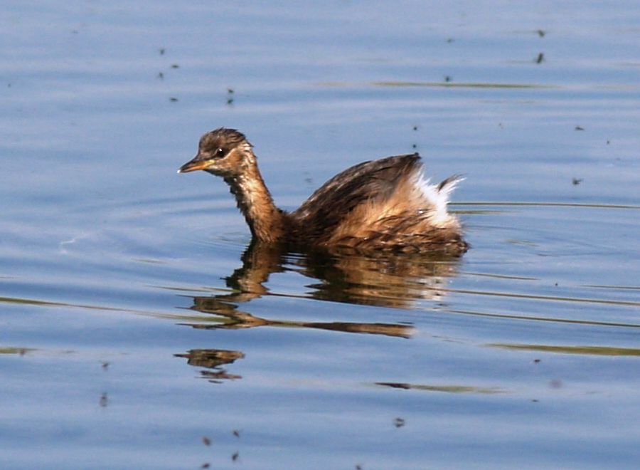 Little Grebe