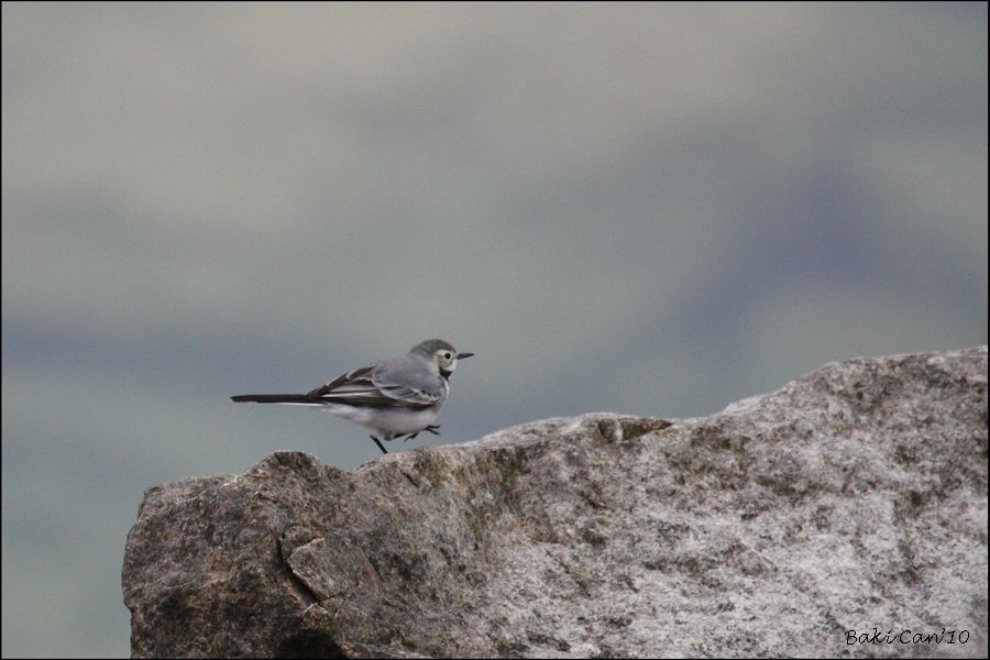 White Wagtail
