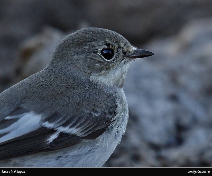 European Pied Flycatcher