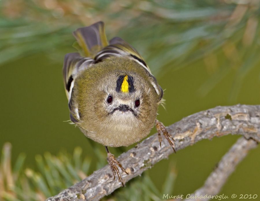 Goldcrest