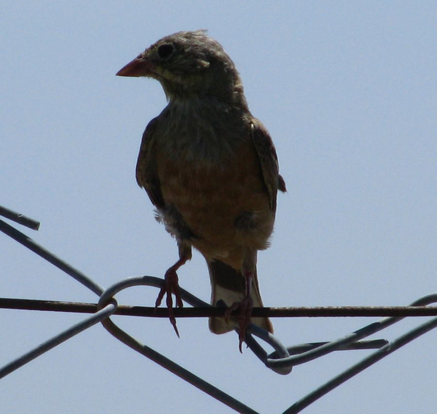 Ortolan Bunting