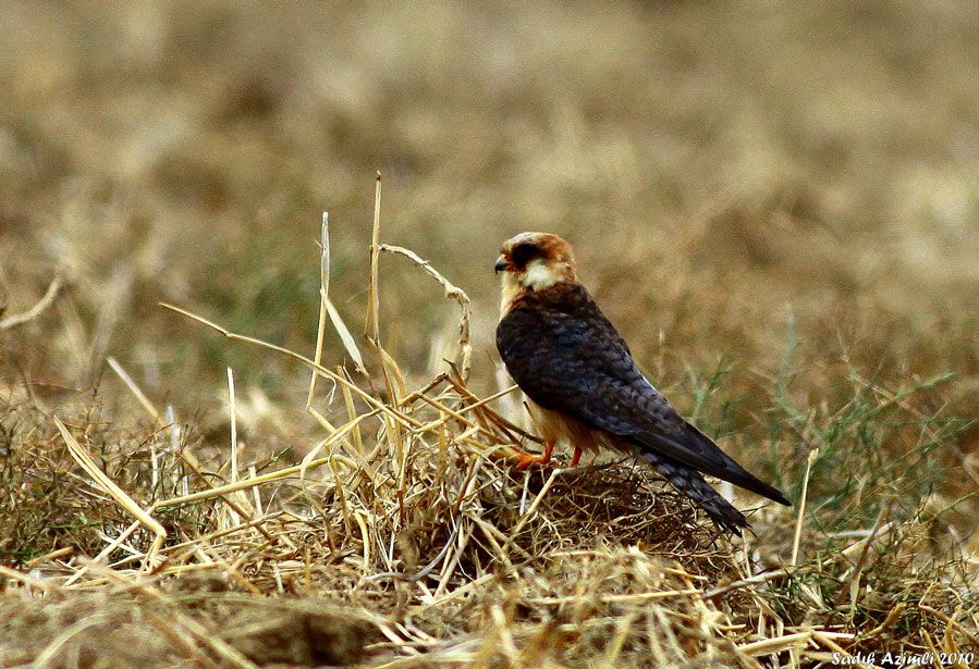 Red-footed Falcon