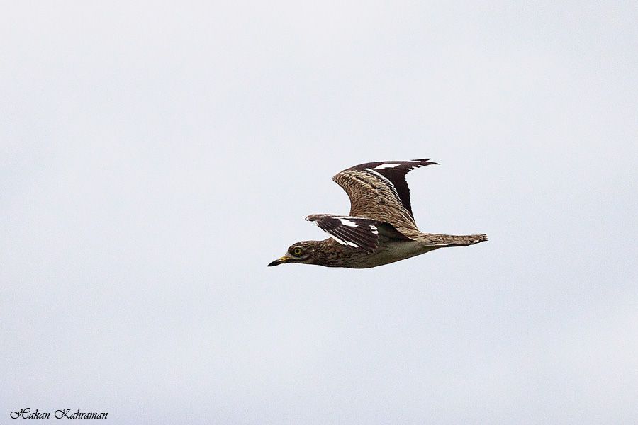 Eurasian Stone-curlew