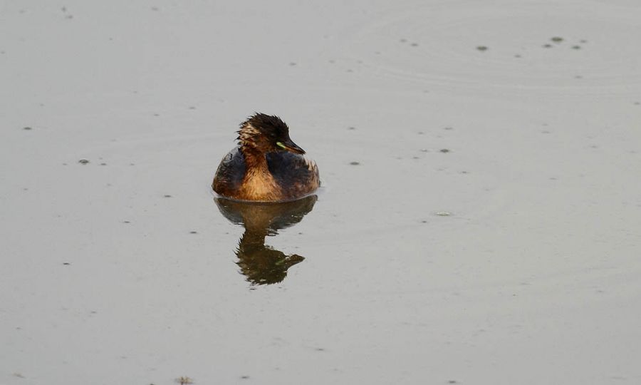 Little Grebe
