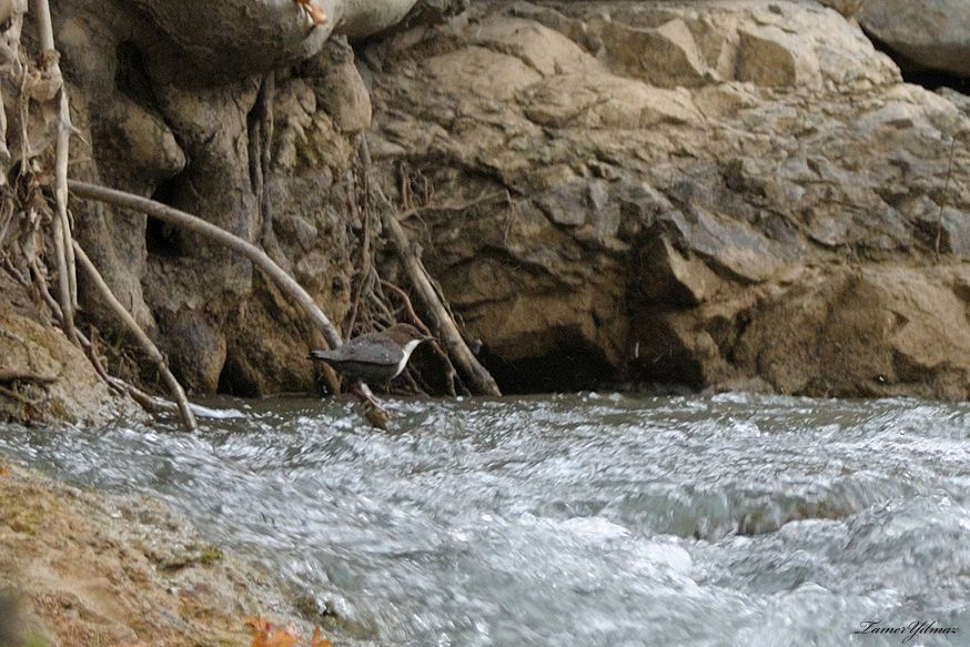 White-throated Dipper