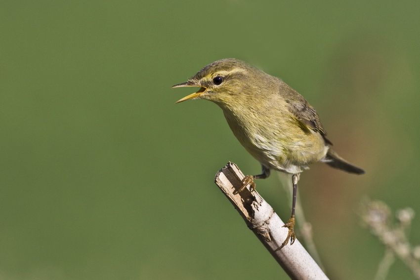 Willow Warbler
