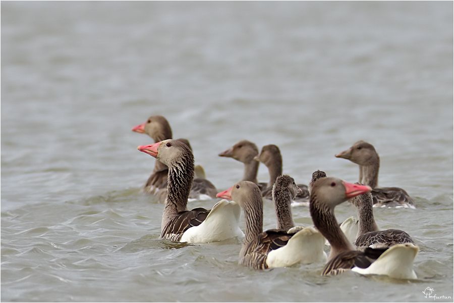 Greylag Goose