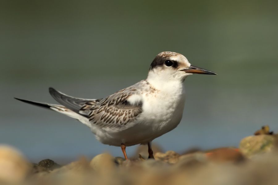 Little Tern