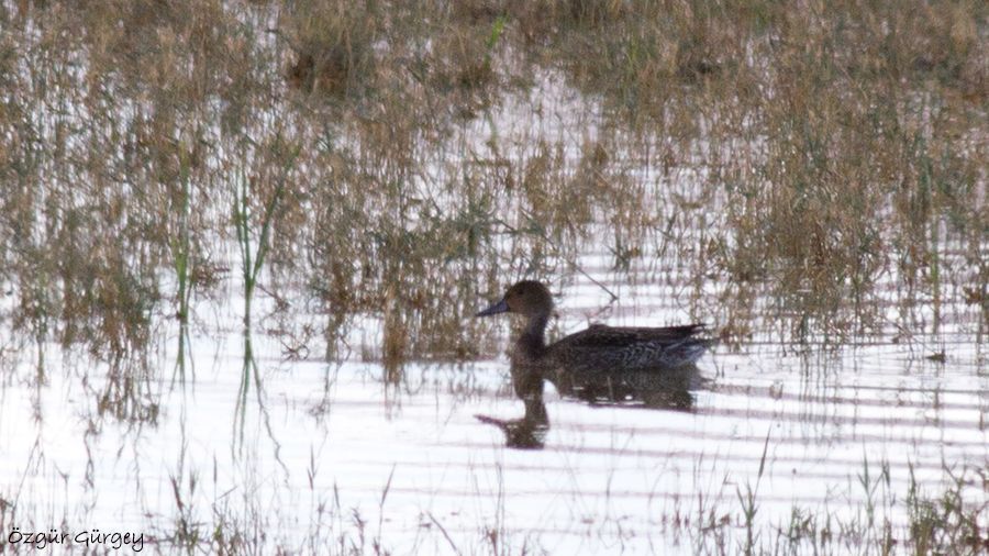 Northern Pintail