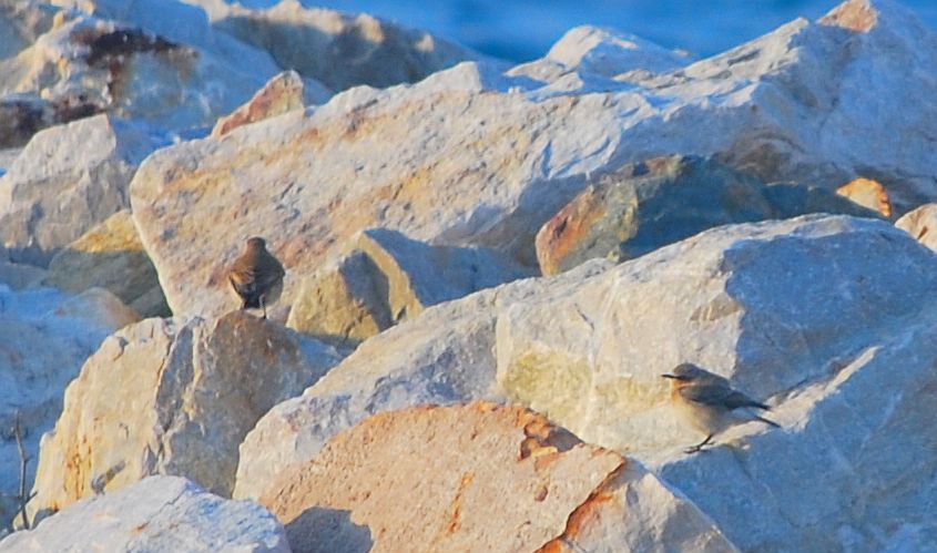 Northern Wheatear