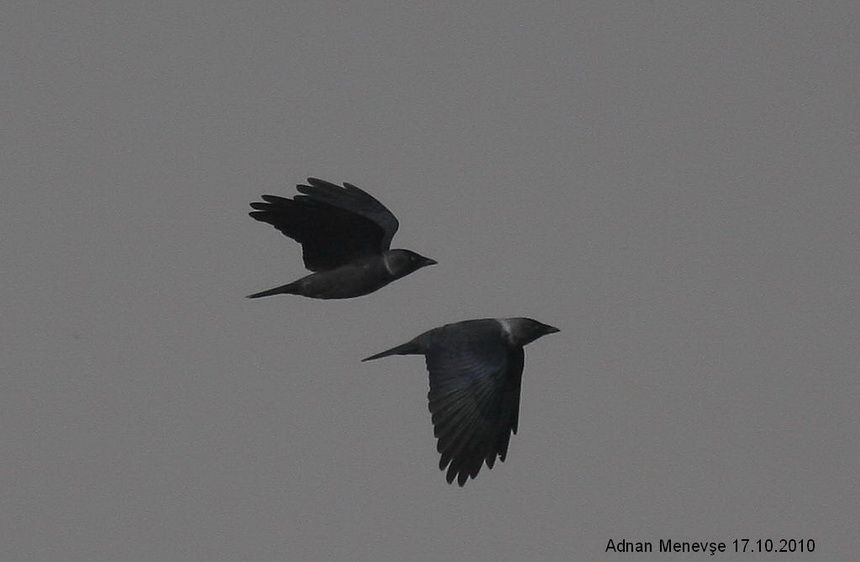 Western Jackdaw