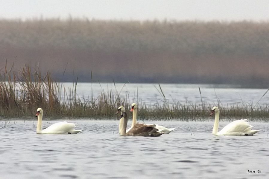 Kuğu
