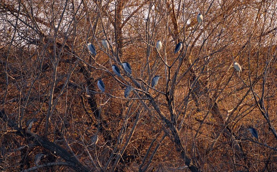 Black-crowned Night Heron