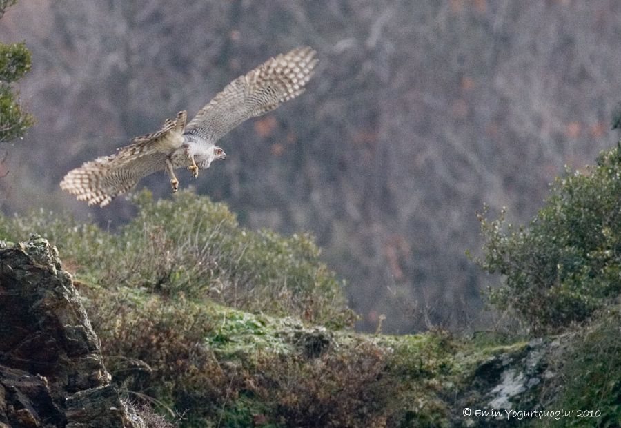 Eurasian Goshawk