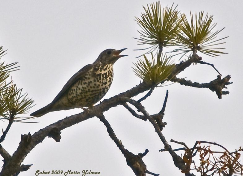 Mistle Thrush