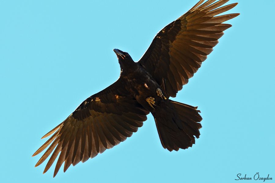 Northern Raven