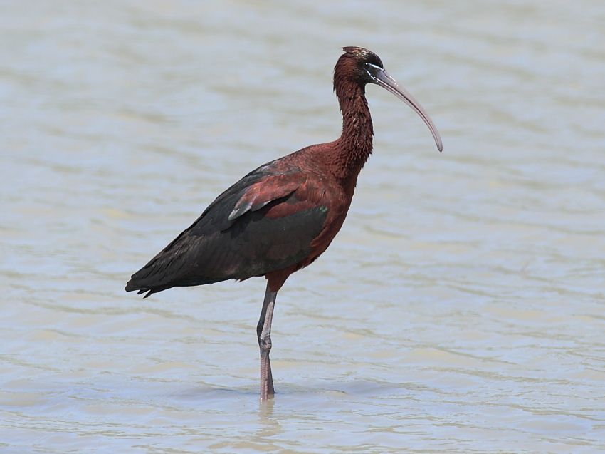 Glossy Ibis