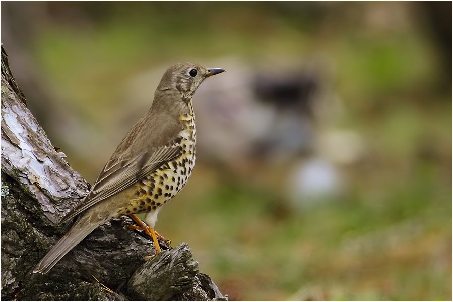 Mistle Thrush