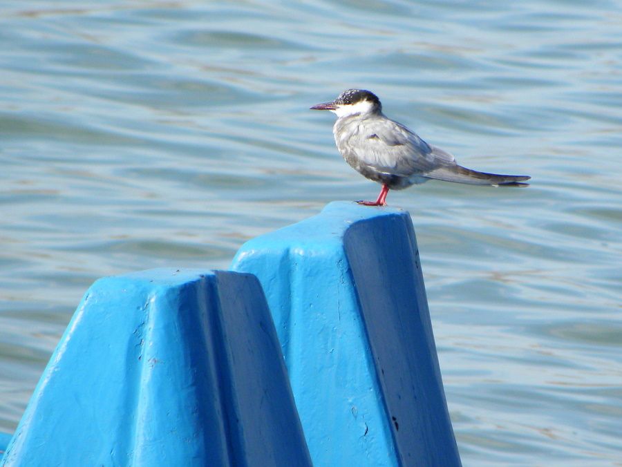 Whiskered Tern