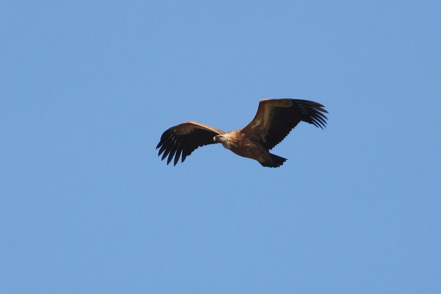 Griffon Vulture