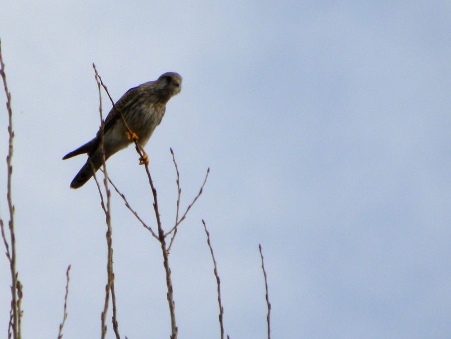 Common Kestrel